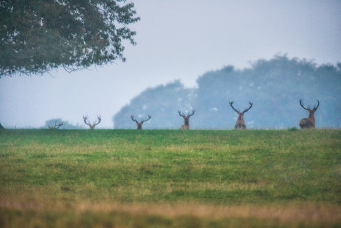 Ascent of Stag COLOUR Canvas